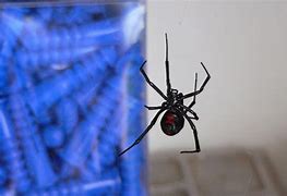 Image result for Black Widow Spider Meme