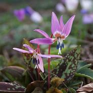 Image result for Erythronium dens-canis Purple King