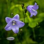 Image result for Campanula scopelia