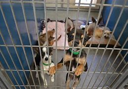 Image result for Enfield CT Dog Pound