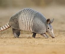 Image result for Armadillo Images. Free