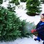Image result for apple hill christmas tree