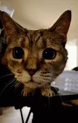 Image result for Animated Orange Cat Sniffing