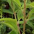 Echinacea purpurea Meringue (r) に対する画像結果