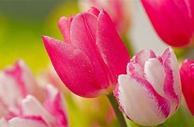 Image result for Hot Pink Flower Background