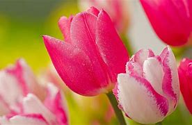 Image result for Hot Pink Flower Wallpaper