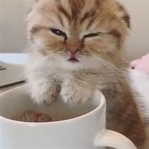 Image result for Sleepy Cat with Coffee Meme