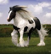 Image result for Beautiful Gypsy Vanner