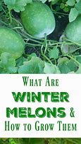 Image result for Grow Crenshaw Melon in Winter