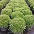 Image result for Buxus microphylla Rococo