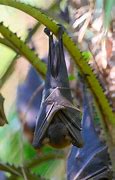 Image result for Flying Foxes Sleeping