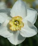 Image result for Narcissus Park Springs