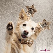 Image result for Happy New Year Dog Puppy
