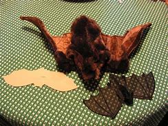 Image result for Rubber Bat Toy