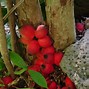 Image result for Sweet Rose Apple Tree