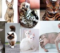 Image result for Different Kinds of Cats
