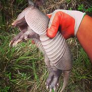 Image result for Armadillo Digging in Yard