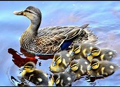 Image result for Animals for Kids Duck
