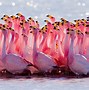 Image result for Tropical Flamingo Wallpaper