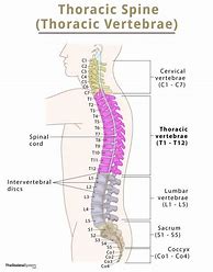 Image result for Thoracic Vertebrae Spinous Process