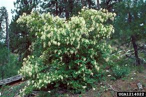 Image result for Holodiscus discolor