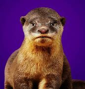 Image result for Royal Otter
