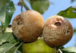Image result for Apple Brown Rot