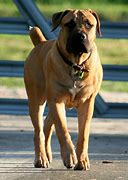 Image result for African Pit Bull