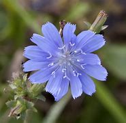 Image result for High Guardian Spice Chicory