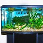 Image result for Betta Aquarium Tank