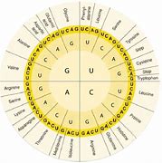 Image result for RNA/DNA Cordon