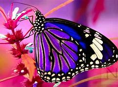 Image result for Butterflies Screensavers for Windows 10