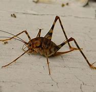 Image result for White Cave Cricket