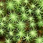 Image result for Rock Cap Moss