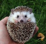 Image result for Cutest Unknown Animals On Earth
