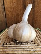 Image result for elephant garlic garlic