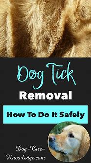 Image result for Ticks On Dogs Removal