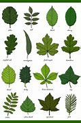 Image result for Vine with 3 Leaves