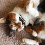 Image result for A Calico Kitten