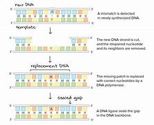 Image result for DNA Polymerase Proofreading