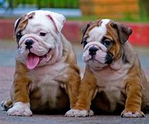 Image result for Small Bulldog