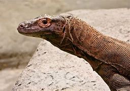 Image result for Big Lizard Triangle Head