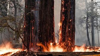Image result for Redwood Forest California Fires