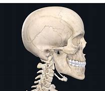 Image result for Skeleton Skull