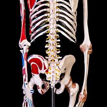 Image result for Full Size Human Skeleton Model