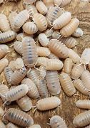 Image result for Cubaris Murina Isopod