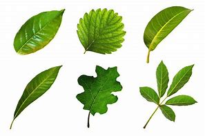 Image result for Identifying Apple Tree Leaves