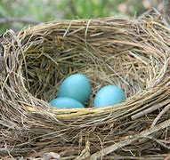 Image result for American Robin Bird Nest