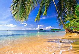 Image result for Palm Tree Beach iPhone Wallpaper