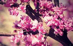Image result for flower wallpapers girly
